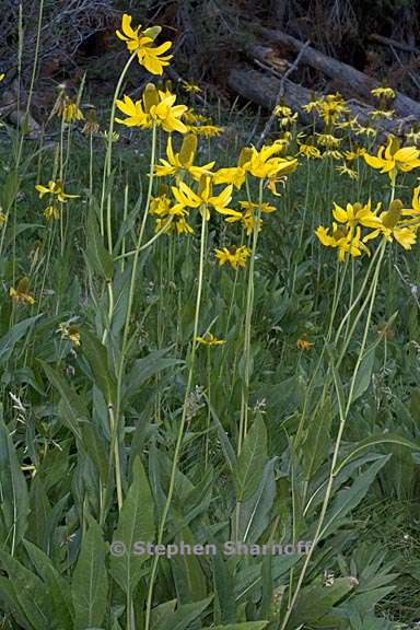 rudbeckia californica var californica 3 graphic